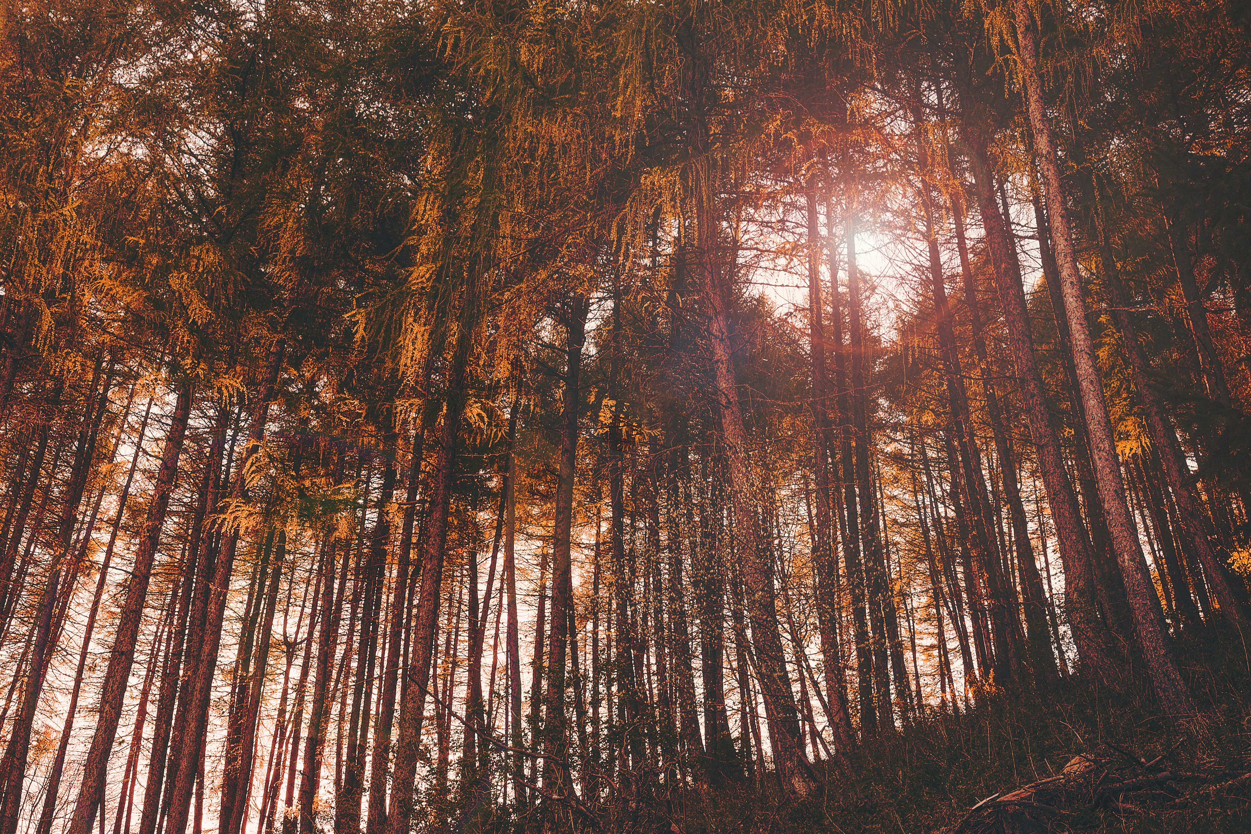 nature photo of tall trees during daytime